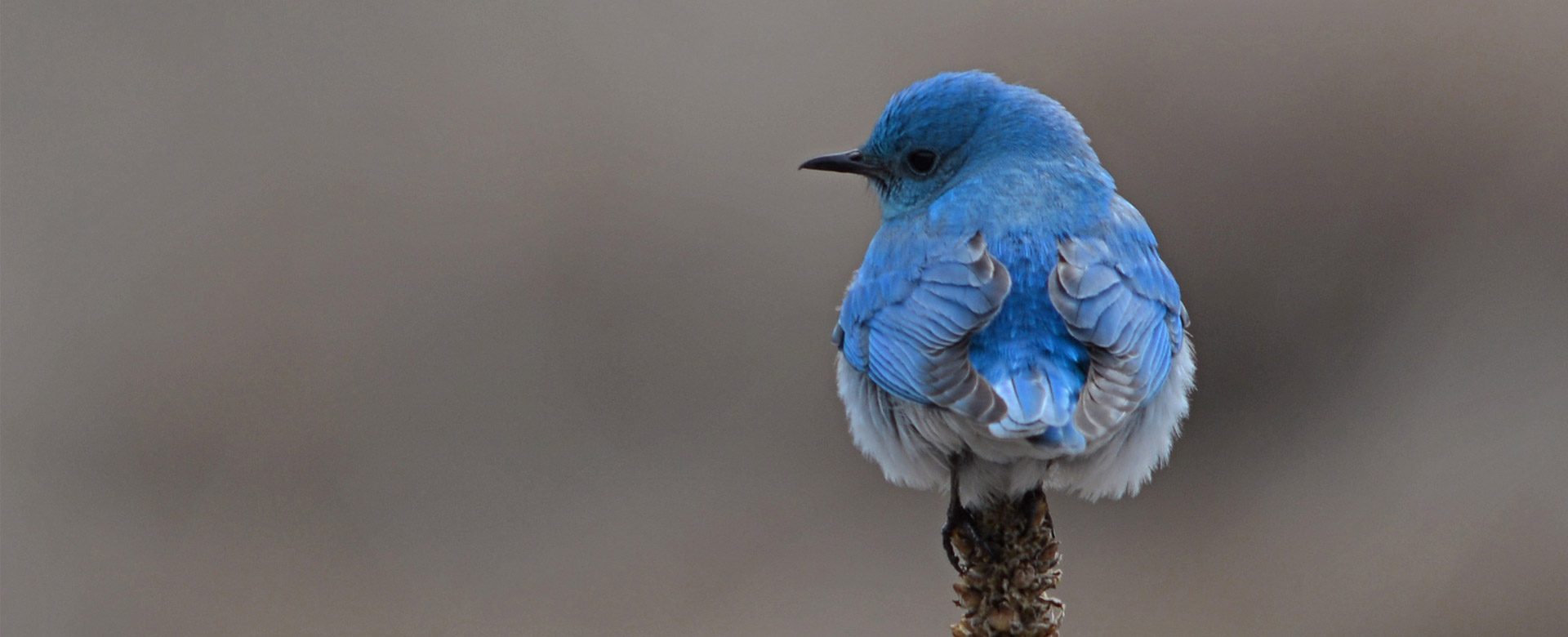 Bluebird