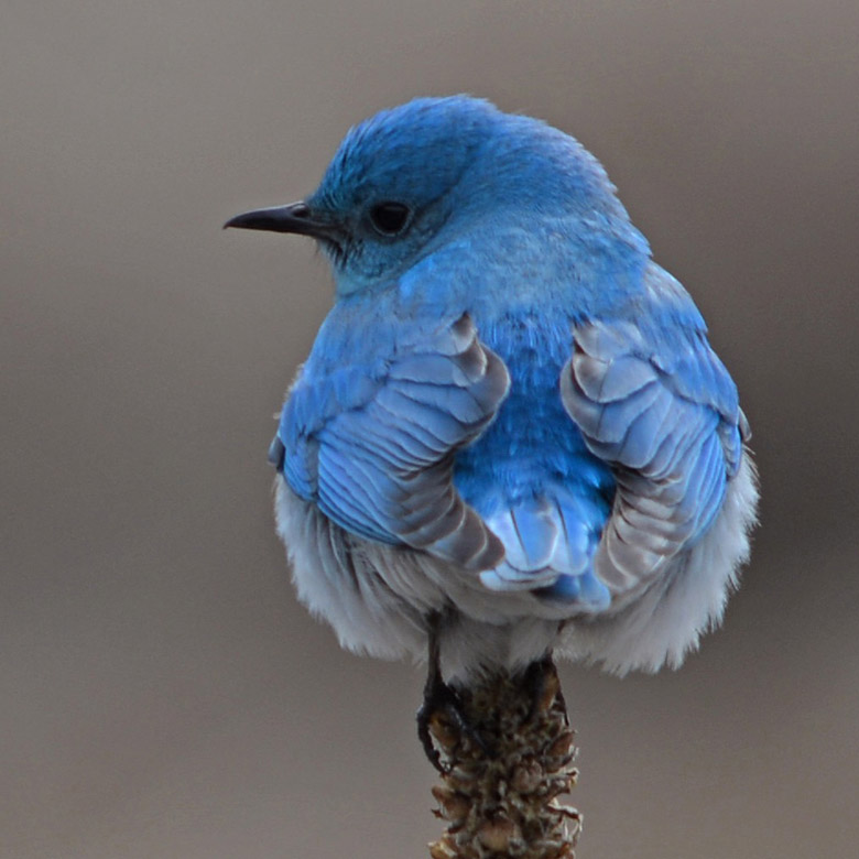 Bluebird