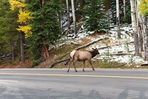 UBC researcher seeks to protect where the wild things walk