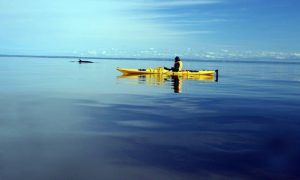 Slowing down ships saves whales