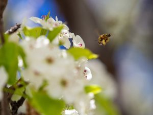 UBCO experts on UN Decade of Ecosystem Restoration