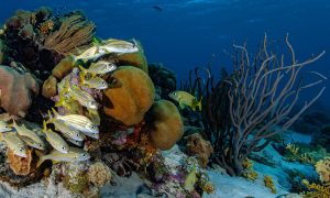 Computer modelling aims to inform restoration, conservation of coral reefs