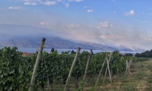 Testing for smoke taint in Okanagan wines