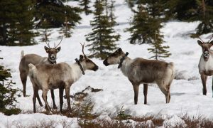 Call for Canada to braid Indigenous rights with endangered species law