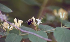 Can flowers, planted to attract pollinators, benefit neighbouring crops?