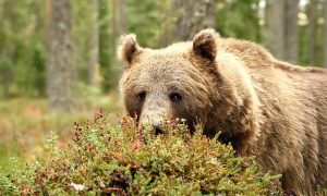 Bears and berries: Researchers highlight critical role of grizzlies in huckleberry health