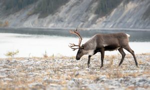 Researchers find caribou migration patterns are shrinking