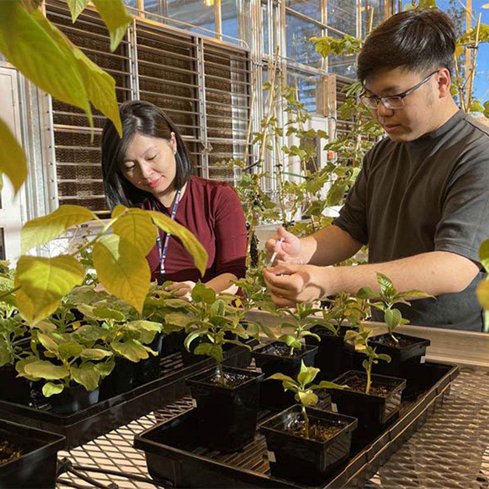 Dr. Dang and another researcher in a greenhouse examining plants