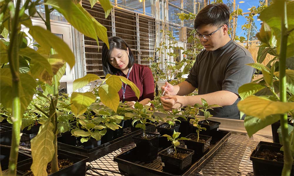 Dr. Dang and another researcher in a greenhouse examining plants