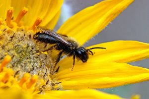 New tool can help estimate genetically modified pollen spread