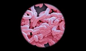 Gut Health
