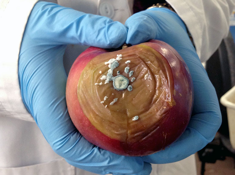 Blue mold growth on a Spartan apple