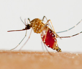 Associate Professor of Biology Mark Rheault studies small things to solve big issues
