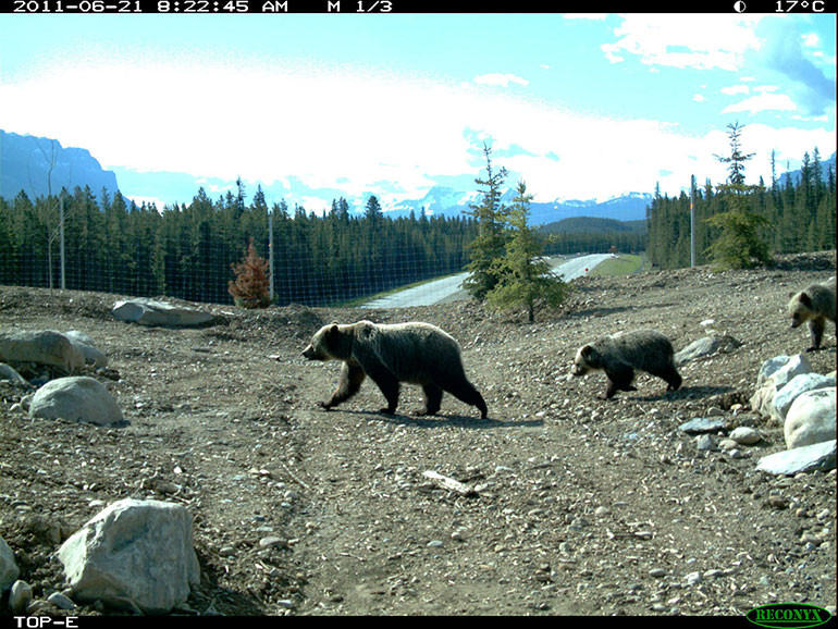 A screen shot from Banff’s Temple overpass shows a female grizzly escorting her cubs across the Trans-Canada Highway.